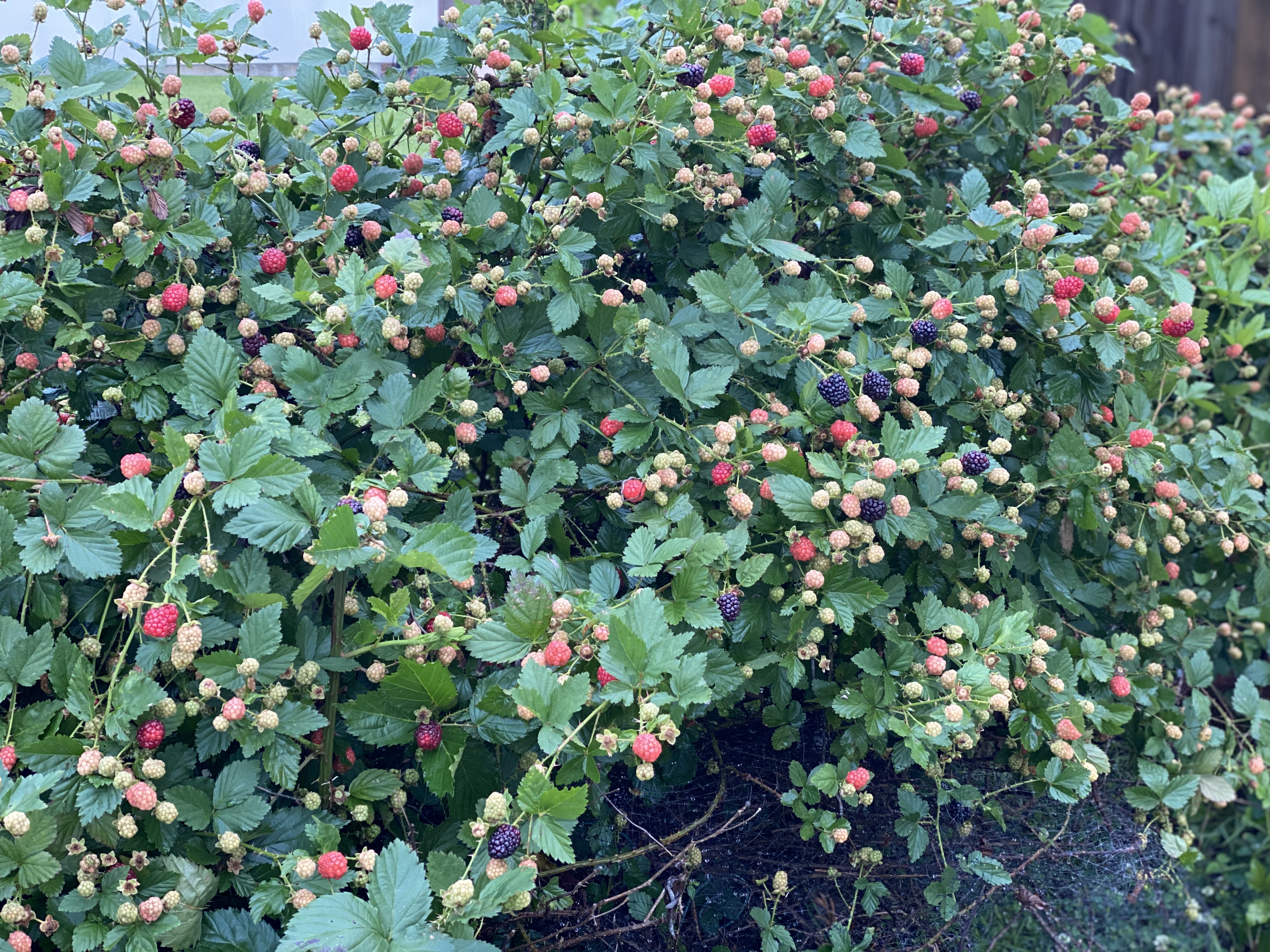 It’s blackberry time in Louisiana 